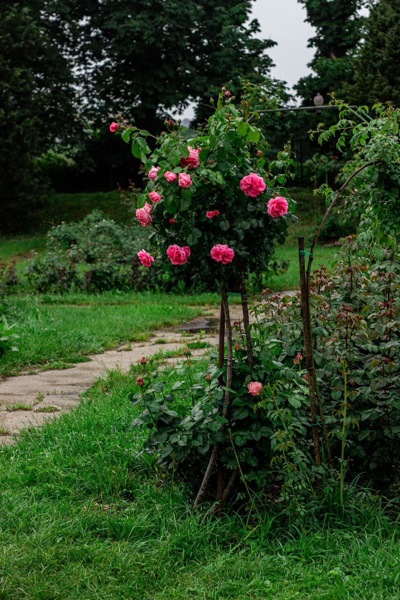 Rose Garden, Chandigarh
